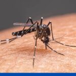 रोहतास: डेंगू के मामलों में आई कमी, पिछले 11 दिनों में नहीं मिले एक भी मरीज
