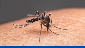 रोहतास: डेंगू के मामलों में आई कमी, पिछले 11 दिनों में नहीं मिले एक भी मरीज